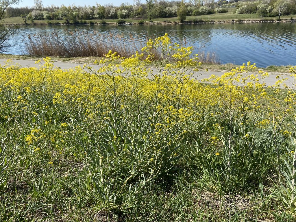 Spaziergang im Gruenen, Florisdorf, Wien